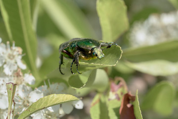 close up of a rose beetle