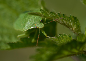 Fototapeta premium Close up of a stink bug
