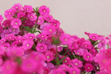 Obraz premium spring flower works wonders in the sunlight