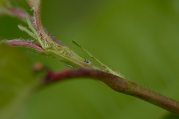 close up of a tiny bug on a branch