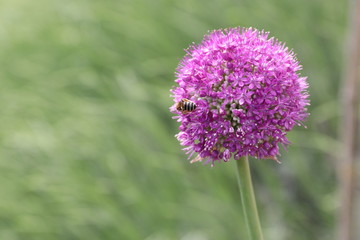 spring flower works wonders in the sunlight