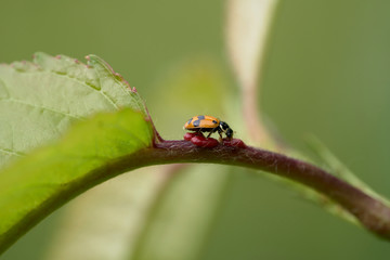 close up of a spotted amber lady beetle