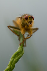close up of a yellow dung fly