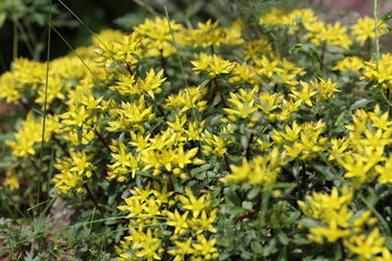 spring flower works wonders in the sunlight