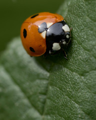 close up of a lady bug