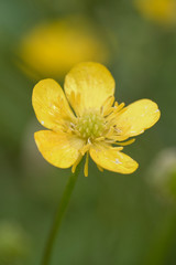 flower, yellow, spring, nature, plant, green, garden, flora, blossom, macro, daffodil, white, bloom, petals, beauty, petal, beautiful, flowers, summer, floral, color, natural, meadow, closeup, close-u