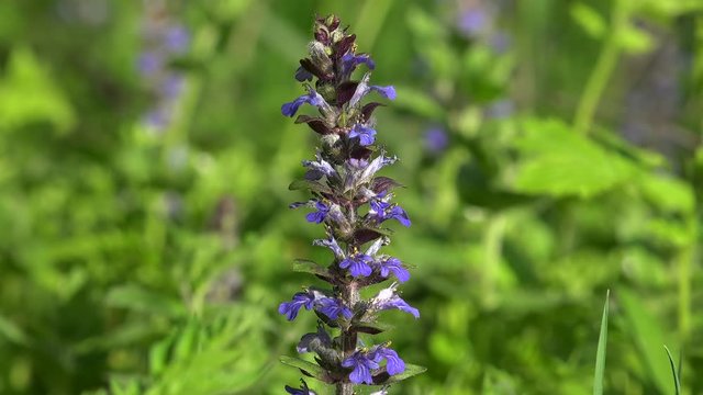 Blue flowers of common bugle (Ajuga reptans) in a spring forest.