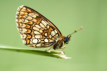 Fototapeta na wymiar Brush footed butterfly at the edge of a leaf
