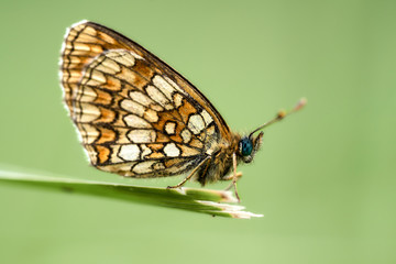 Brush footed butterfly at the edge of a leaf