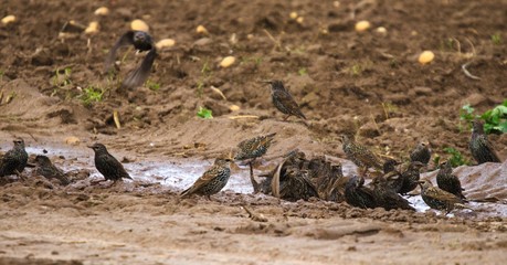 Szpaki buszujące w błocie jesień pole © Piotr