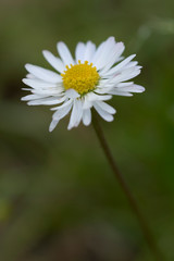 Wild Common daisy close-up 