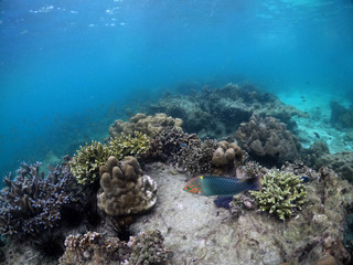Naklejka na ściany i meble Underwater seascape of corals and algae in the ocean.