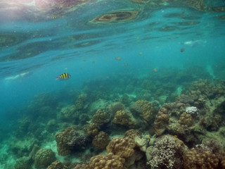 Fototapeta na wymiar Underwater seascape of corals and algae in the ocean.