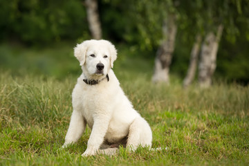 Maremma Sheepdog or Maremmano Abruzzese Sheepdog adult dog puppy outdoor in summer nature