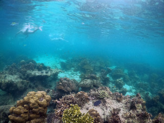 Underwater seascape of corals and algae in the ocean.