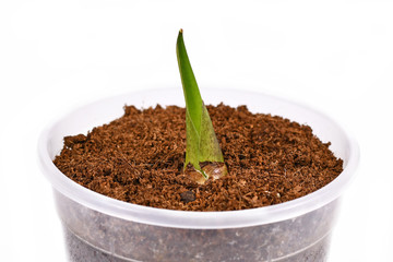 New growth of tropical 'Colocasia Esculenta Taro' bulbs plant that can be used for food or ornemental plant