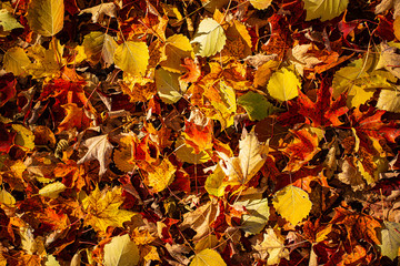 Fall leaves texture