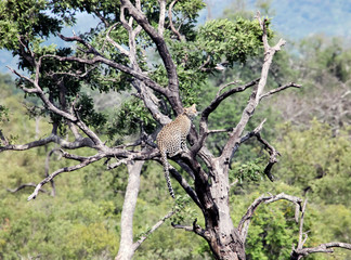 Leopard in a tree looks at a flying turtle dove