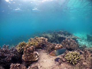 Naklejka na ściany i meble Underwater seascape of corals and algae in the ocean.