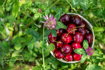 Red cherries. Ripe juicy cherries in a small basket on green grass and wildflowers of clover and chamomile in the garden. Top view