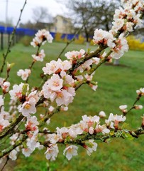 Flowering nanking cherry in morning dew. Mobile photo with selective focus. Vertical photo orientation