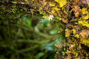 Green moss on the tree trunk in Angka wood Inthanon International park Chiangmai 