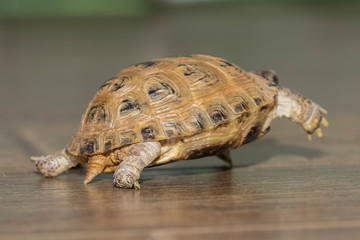 running away small, turtle on a wooden floor. Close-up