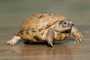 Small, terrestrial turtle on a wooden floor. Close-up