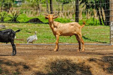 Naklejka na ściany i meble Curious goat in a field. Brown goat stands on a pasture with a duck. Brown goat portrait in a farmland.