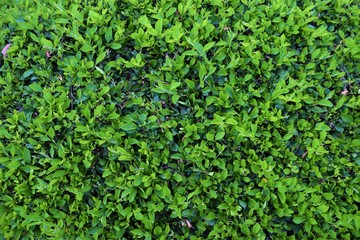 Green bush hedge closeup detail