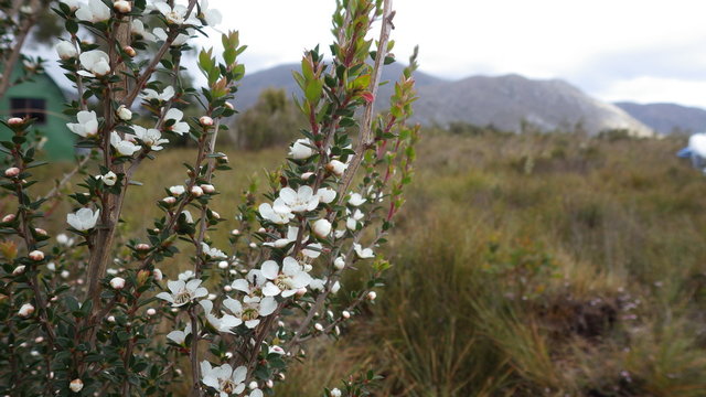 Tea tree of Melaleuca, the Southwest National Park, Tasmania, Australia