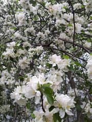 apple tree flowers