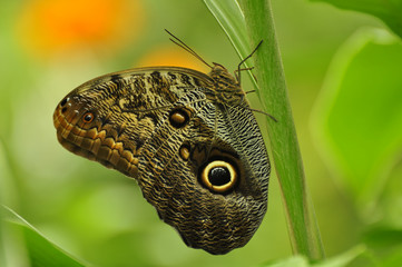 Eyespots on wing of Giant owl butterfly Caligo memnon