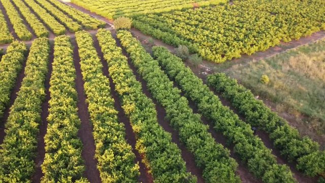 Orange trees agriculture in Valencia, Spain