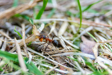 Forest ant carries its prey