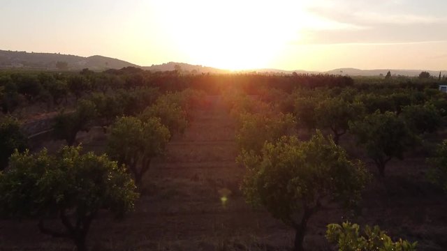 Orange trees agriculture in Valencia, Spain
