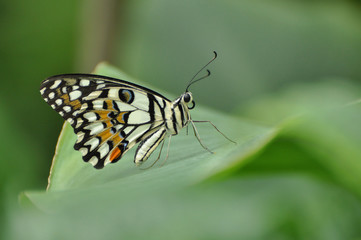 The beautiful butterfly sitting on the garden leaf.