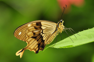 The beautiful butterfly sitting on the garden leaf.