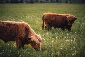 Scottish Highlander cow eating in the field,