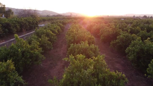 Orange trees agriculture in Valencia, Spain