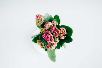 Pink kalanchoe flower