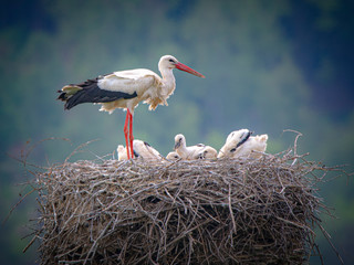 Storchennachwuchs