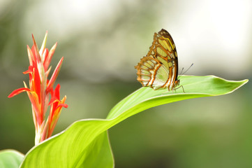 The beautiful butterfly sitting on the garden leaf.
