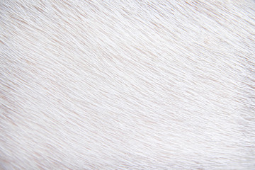 Animal skin texture dog fur  background
