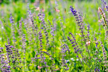 Violet wildflowers on a green background. Flowers in the meadow. Summer green meadow