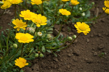 花壇の花　満開　春　咲く