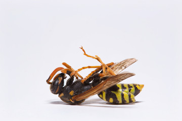 Extreme closeup of a dead wasp isolated on white background