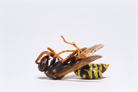 Extreme closeup of a dead wasp isolated on white background