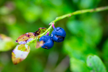 Bilberry bush with berries. Wild blueberries on a branch. Green bush of forest bilberries. Ripe bilberries on a green background