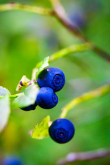 Bilberry bush with berries. Wild blueberries on a branch. Green bush of forest bilberries. Ripe bilberries on a green background